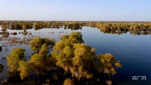 新疆尉犁嚴(yán)督生態(tài)環(huán)境 護(hù)航塔河兩岸美景